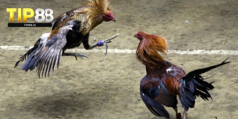 Trải nghiệm sảnh cược Tip88 với tỷ lệ kèo ổn định